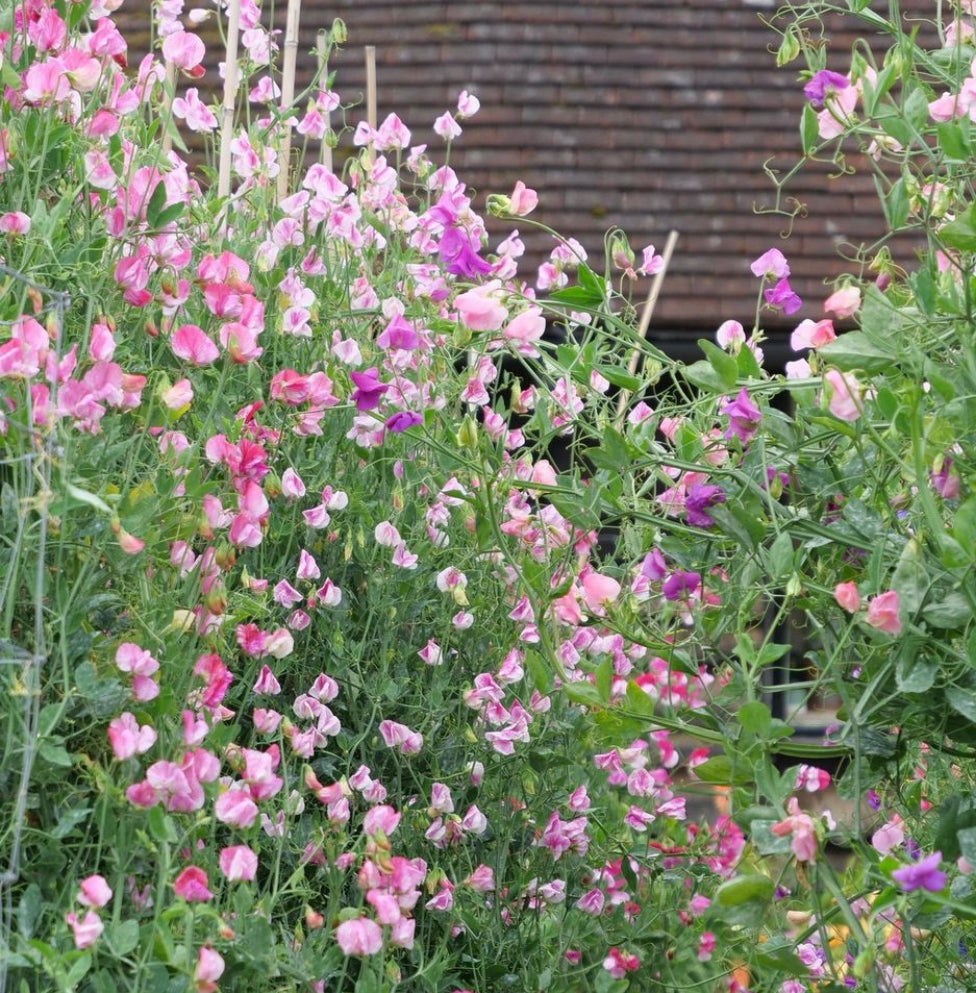 Sweet Pea Streamer Mix