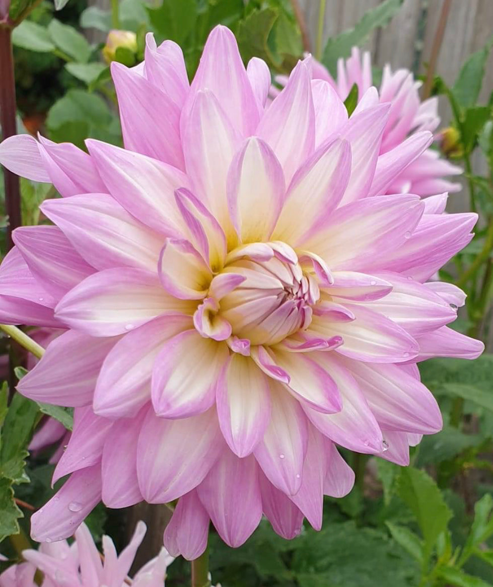 Dahlia Mariner