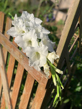 Load image into Gallery viewer, Gladiolus Sophie

