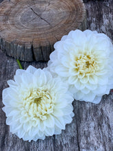 Load image into Gallery viewer, Dahlia Decorative White
