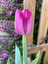 Load image into Gallery viewer, Tulip Saigon
