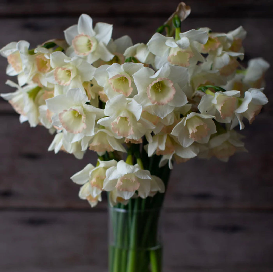 Daffodil Cosmopolitan 2pk