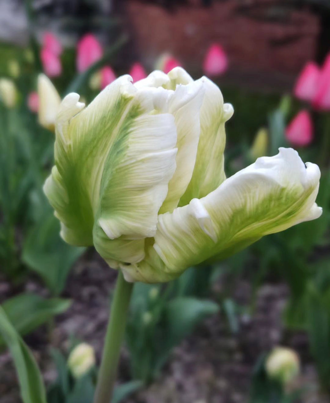 UVP Tulip Super Parrot 4pk