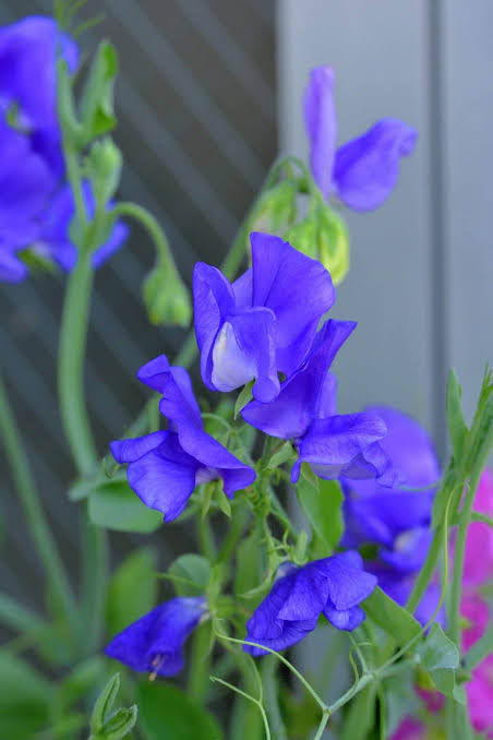 Sweet Pea Elegance Mid Blue