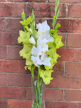 Load image into Gallery viewer, Gladiolus Green Star
