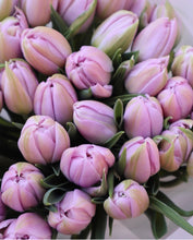 Load image into Gallery viewer, UVP Tulip Katinka 4pk
