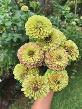 Load image into Gallery viewer, Zinnia Queen Lime With Blush
