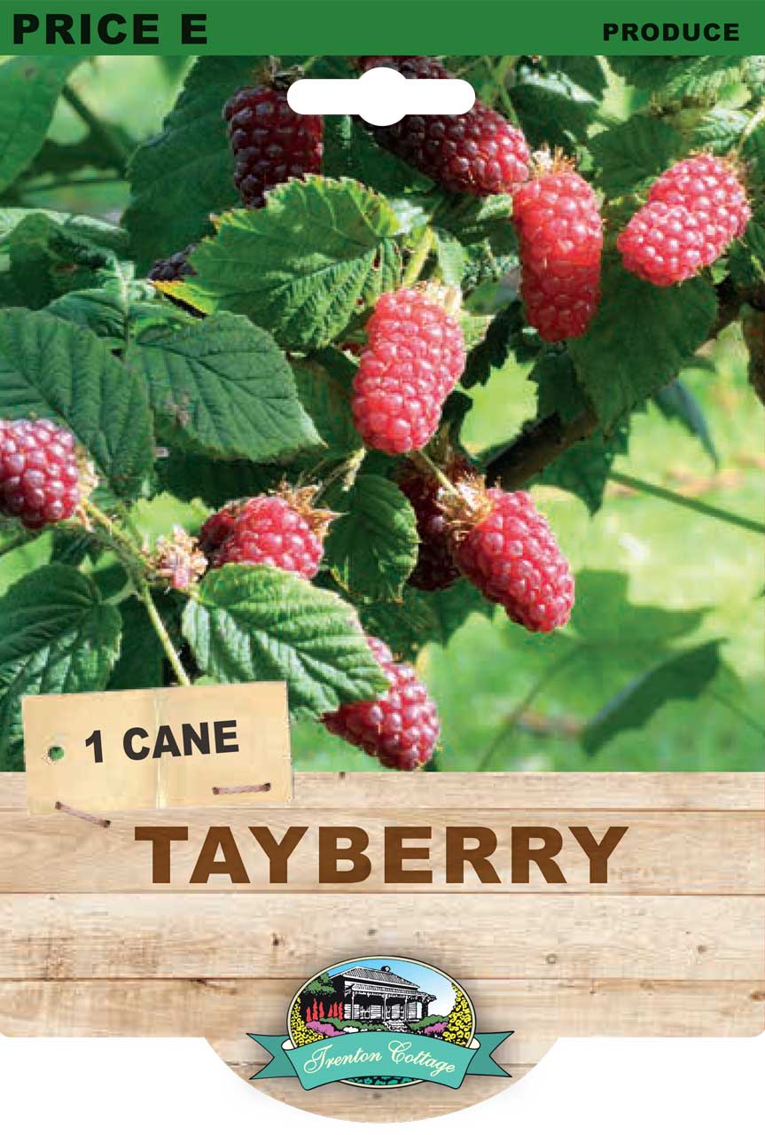 Tayberry