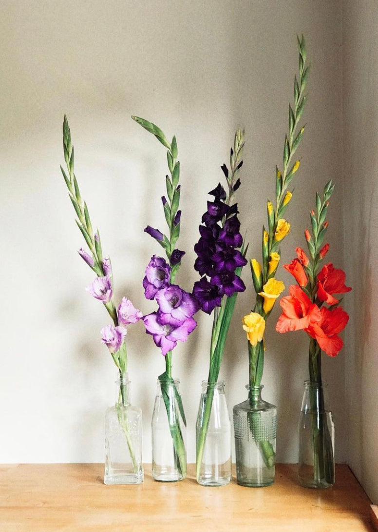 Gladiolus Mixed 6pk