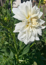 Load image into Gallery viewer, Dahlia Decorative White
