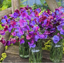 Load image into Gallery viewer, Sweet Pea Cupani
