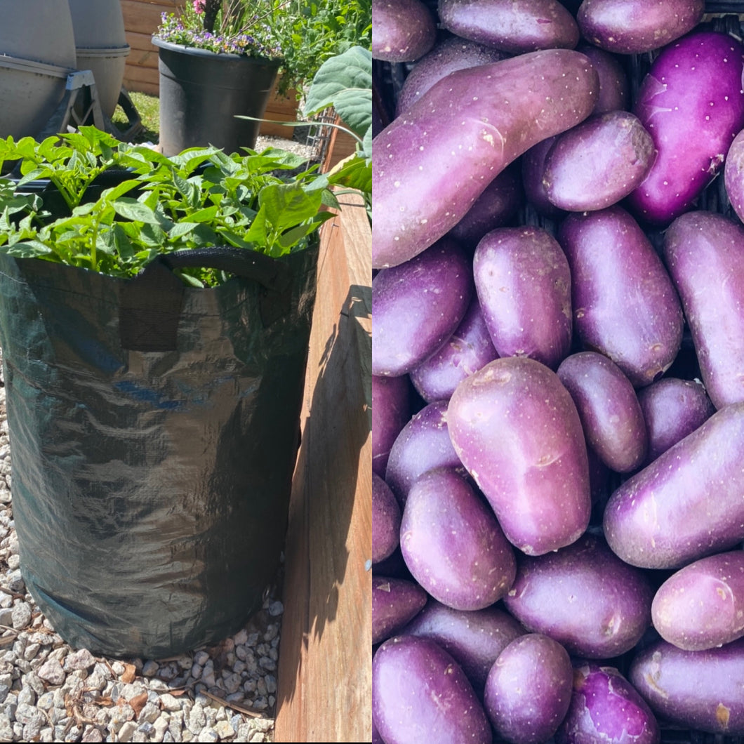 Grow Your Own Royal Blue Potatoes Bundle