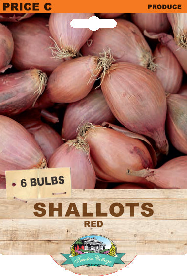 Shallots Red