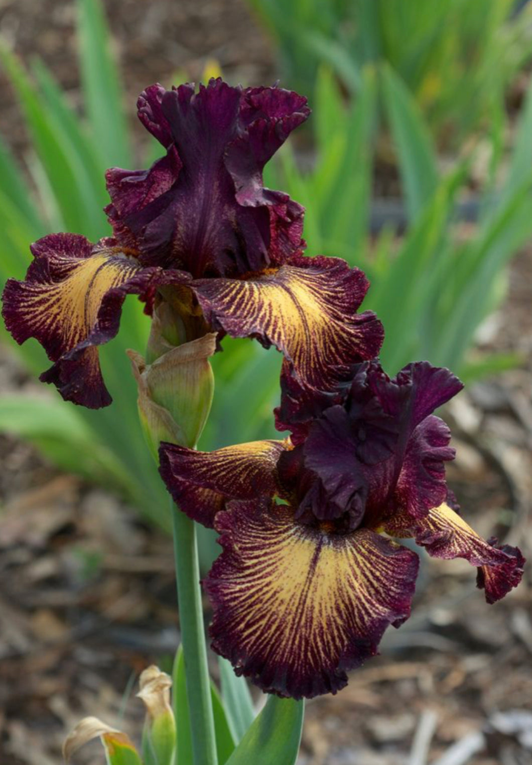 Bearded Iris Burgundy Brown