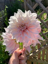 Load image into Gallery viewer, Dahlia Cafe Au Lait
