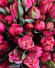 Load image into Gallery viewer, UVP Tulip Columbus 4pk
