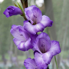 Load image into Gallery viewer, Gladiolus Chemistry
