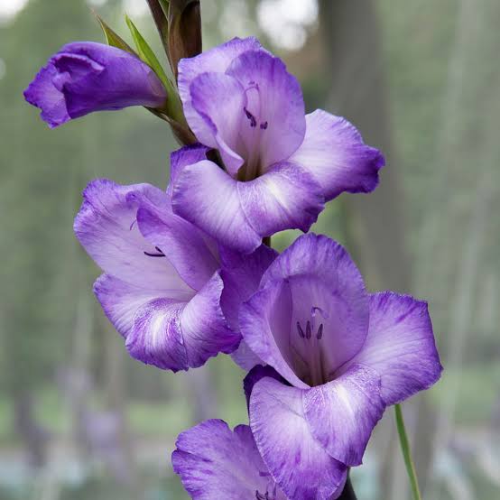 Gladiolus Chemistry