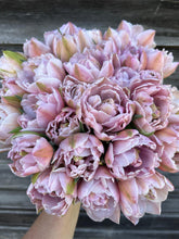 Load image into Gallery viewer, UVP Tulip Katinka 4pk
