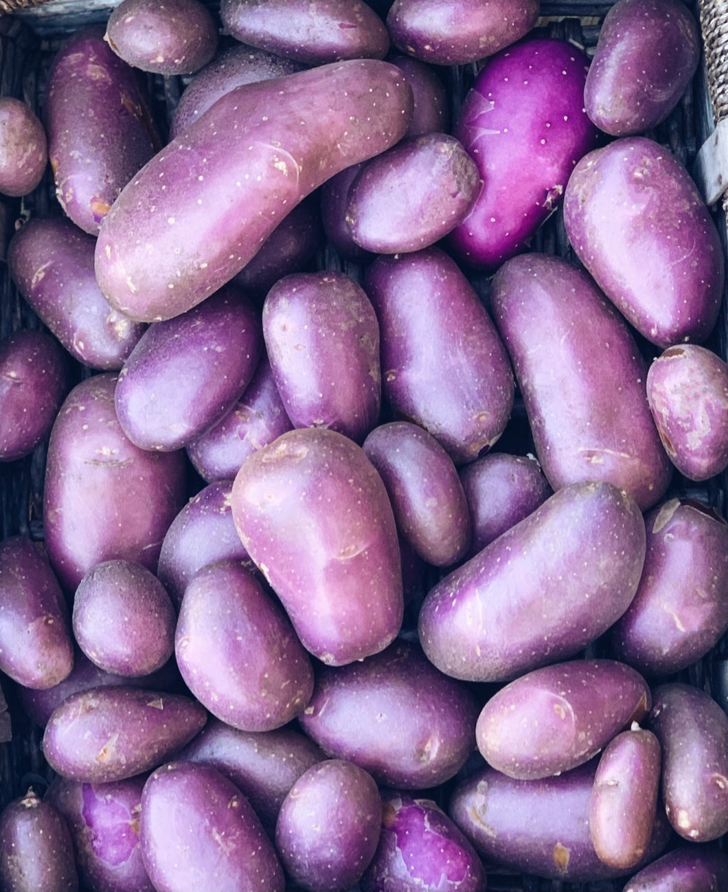 Certified Seed Potato Royal Blue