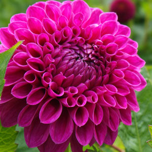 Dahlia Ball Barbarry Bonafide