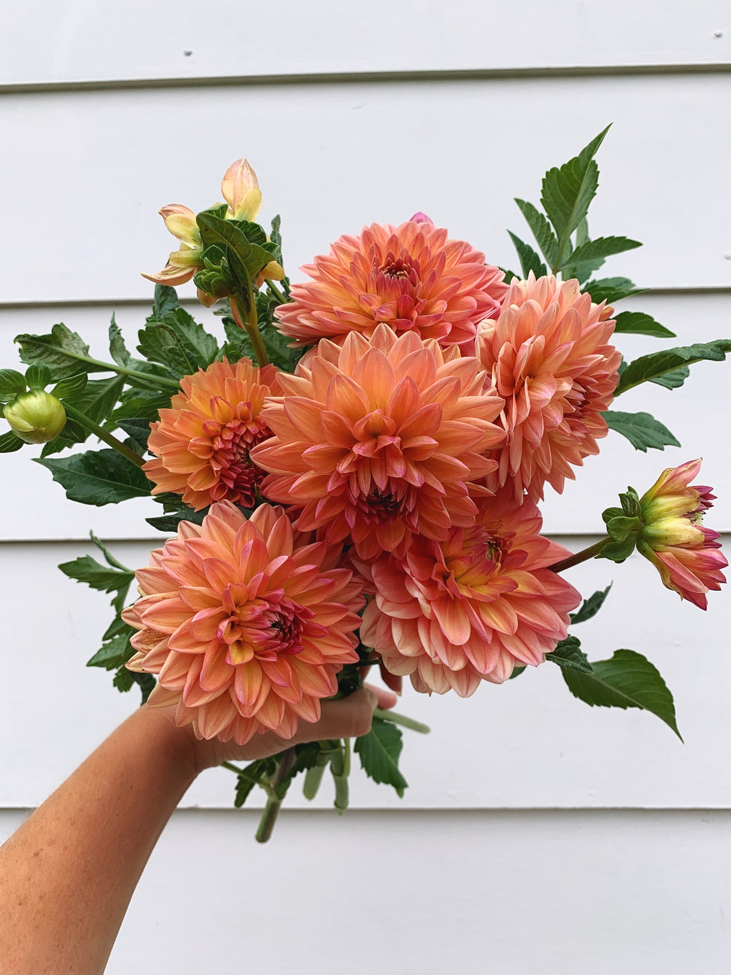 Dahlia Golden Leader