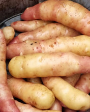 Load image into Gallery viewer, Certified Seed Potato Pink Fir Apple
