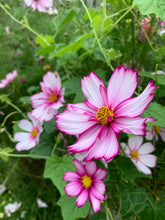 Load image into Gallery viewer, Cosmos Sensation Daydream
