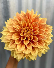 Load image into Gallery viewer, Dahlia Giant Winkie Whopper
