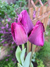 Load image into Gallery viewer, Tulip Saigon
