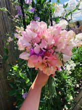 Load image into Gallery viewer, Sweet Pea Spencer Mix
