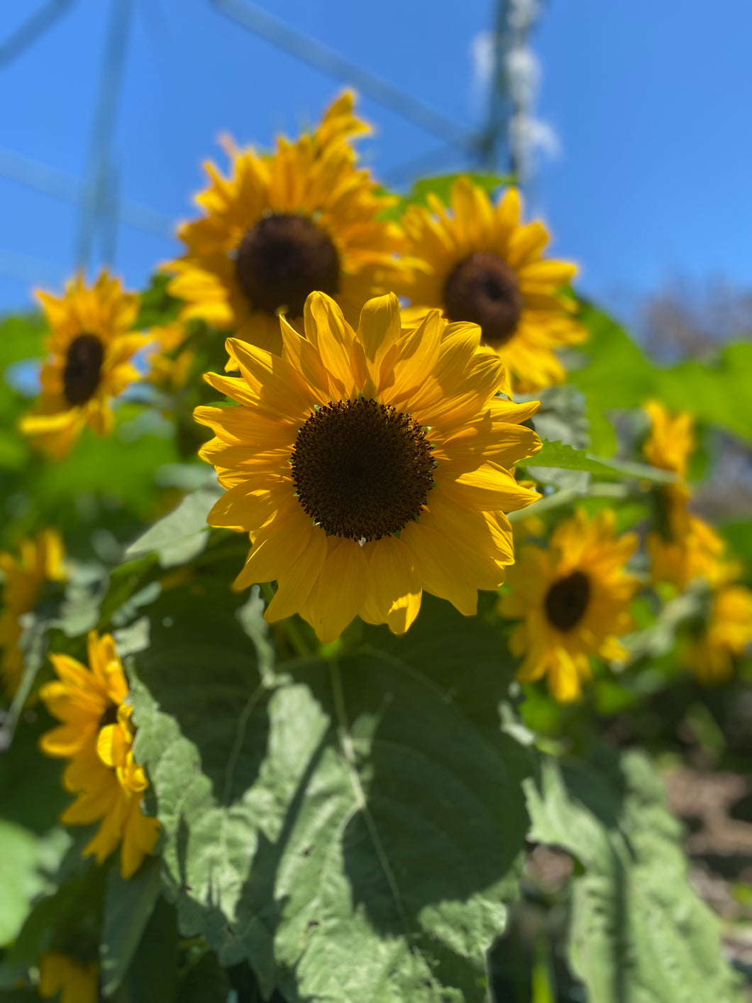 Sunflower Sunbird