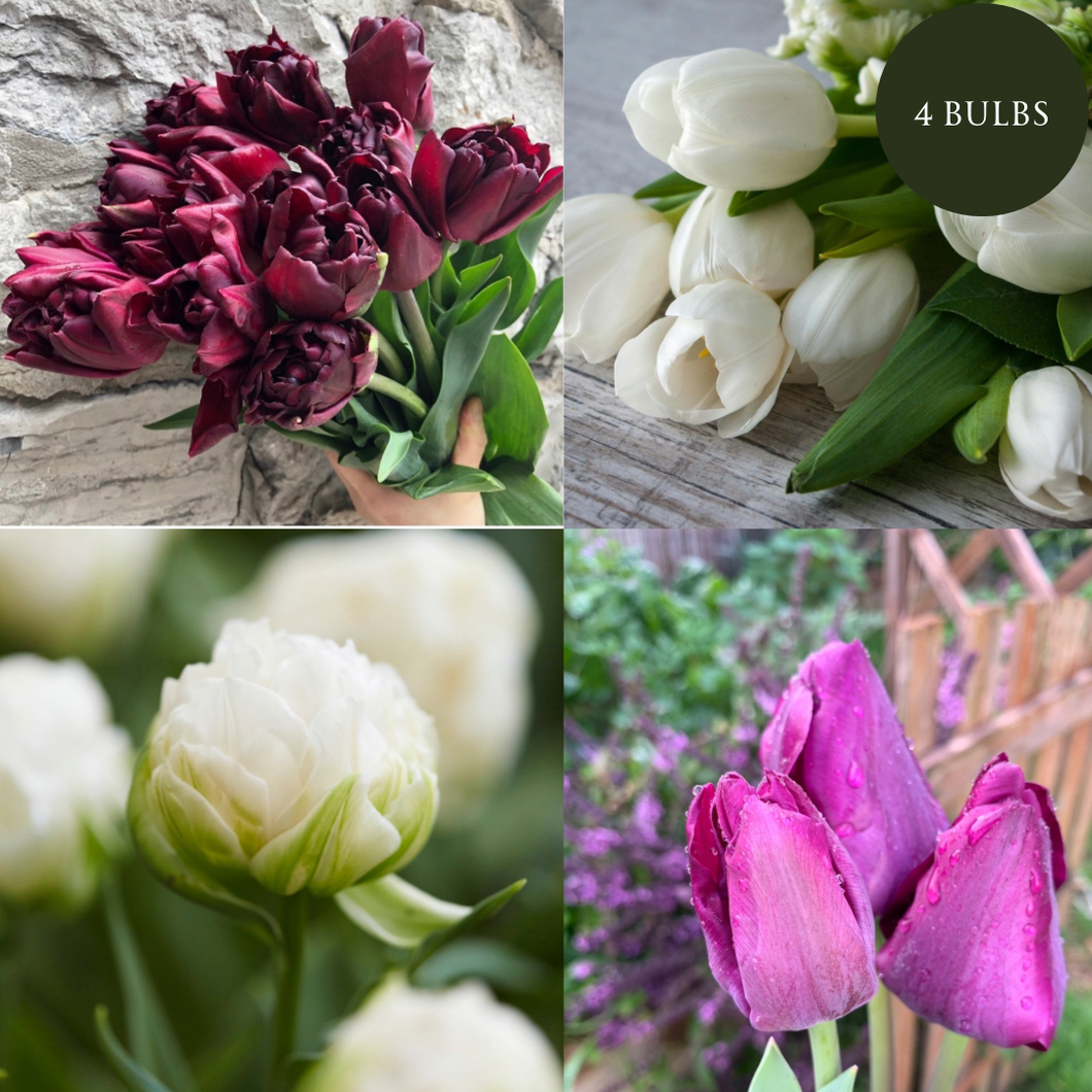 UVP Tulip Premium Romance Mix 4pk