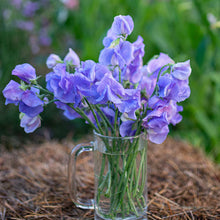 Load image into Gallery viewer, Sweet Pea Elegance Mid Blue
