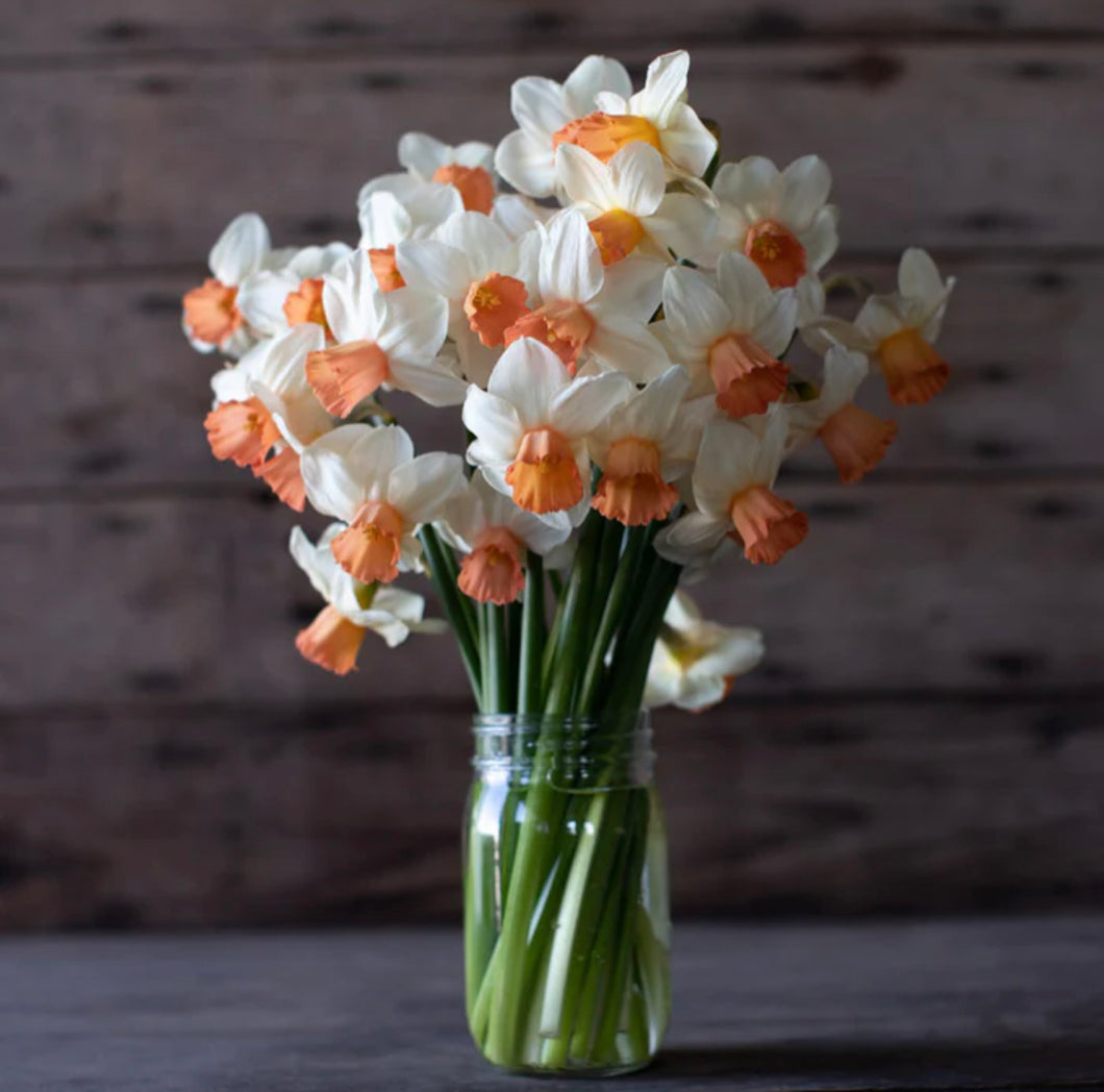 Daffodil Iwona 2pk