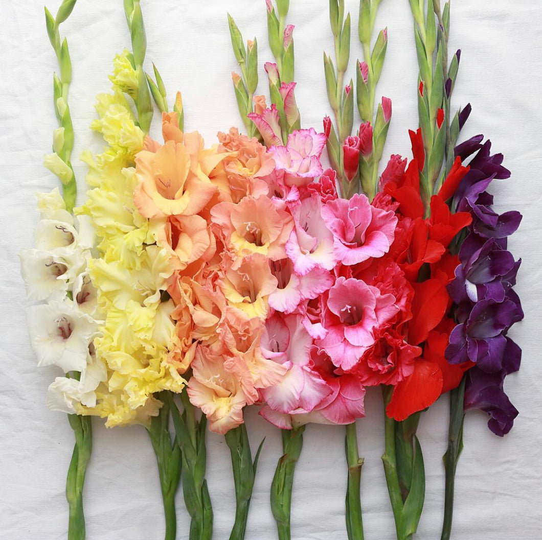 Gladioli Mixed 14pk