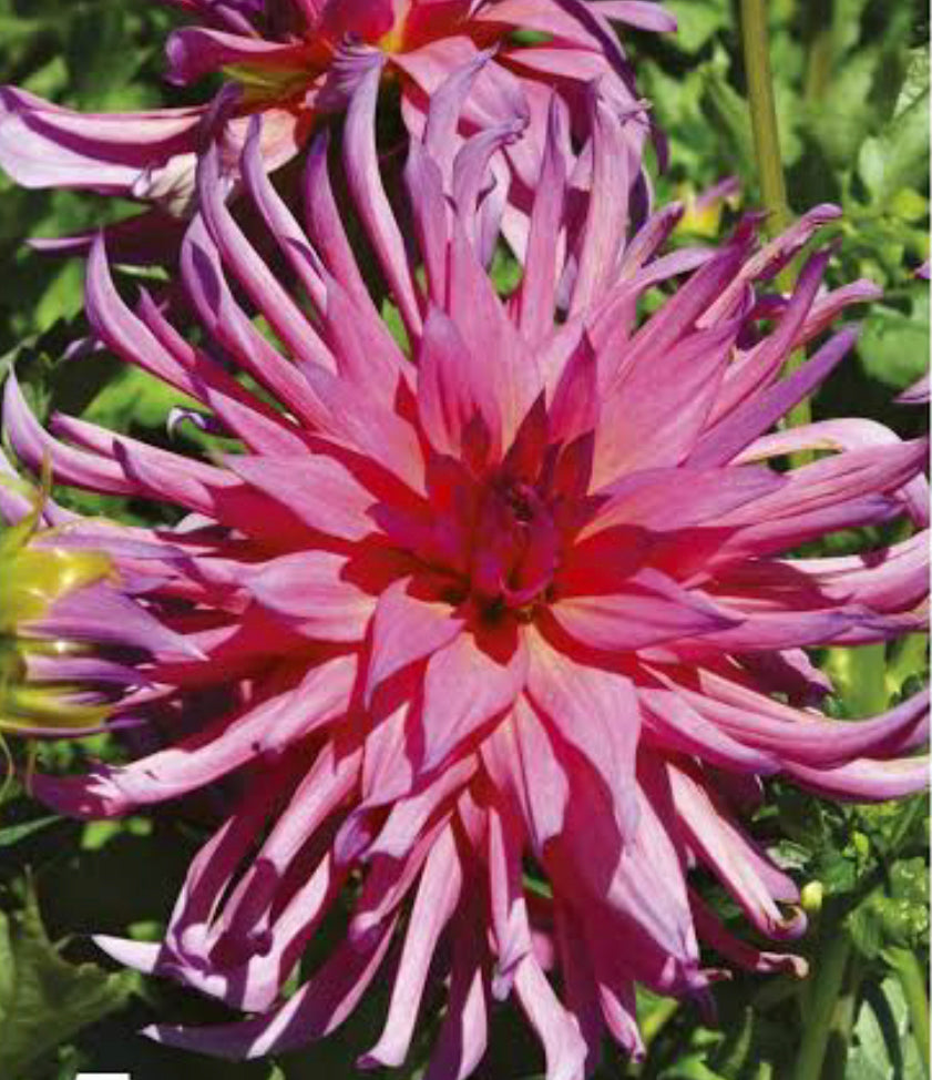 Dahlia Holly Maree