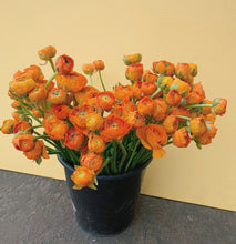 Load image into Gallery viewer, Italian Ranunculi Fablio Orange 3pk
