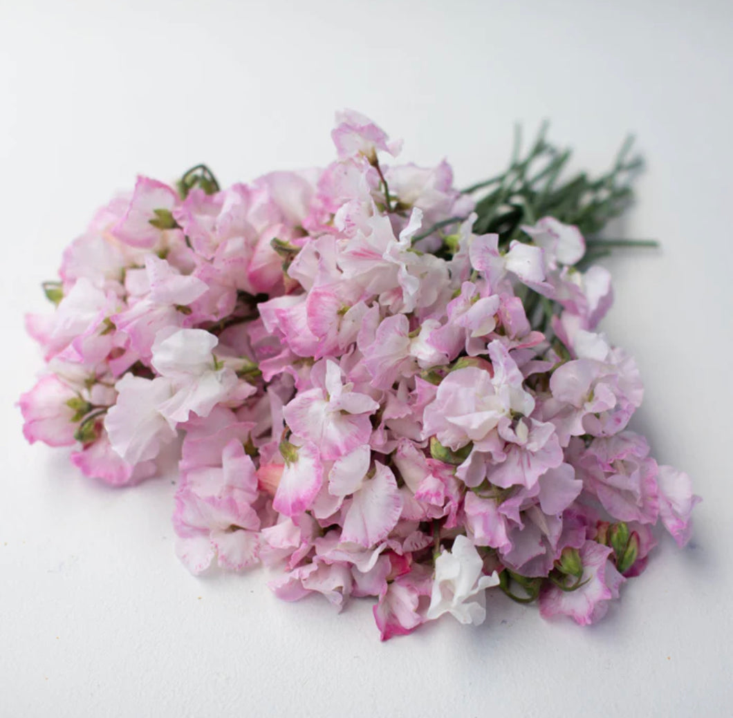 Sweet Pea High Society