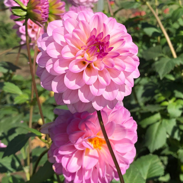 Dahlia Lavender Beauty