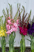 Load image into Gallery viewer, Gladiolus Mixed 4pk
