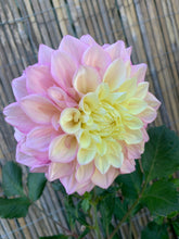 Load image into Gallery viewer, Dahlia Sugartown Sunrise

