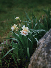 Load image into Gallery viewer, Daffodil Replete 2pk
