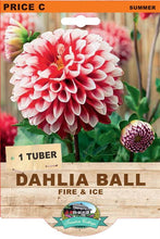 Load image into Gallery viewer, Dahlia Ball Fire &amp; Ice
