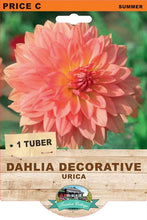 Load image into Gallery viewer, Dahlia Decorative Urica

