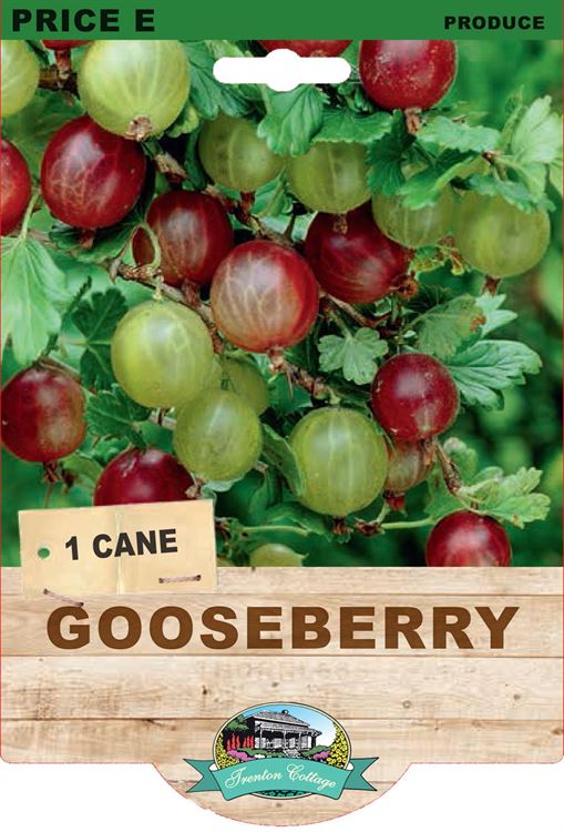 Gooseberry