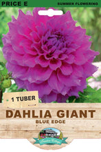 Load image into Gallery viewer, Dahlia Giant Blue Edge
