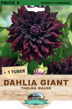 Load image into Gallery viewer, Dahlia Giant Thelma Maude
