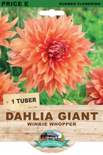 Load image into Gallery viewer, Dahlia Giant Winkie Whopper
