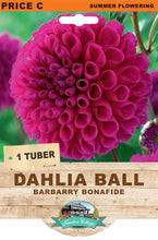 Load image into Gallery viewer, Dahlia Ball Barbarry Bonafide

